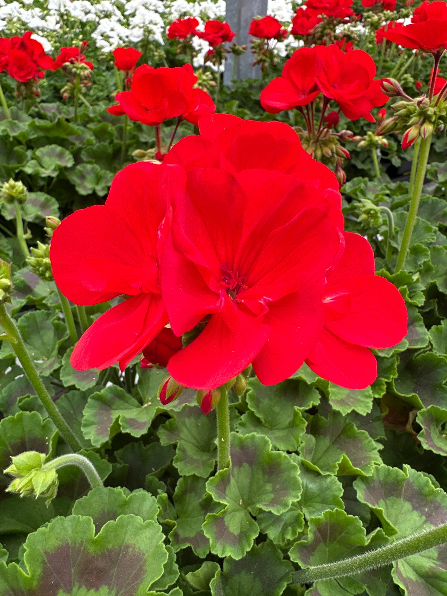 GERANIUM DYNAMO SCARLET - 4" POT