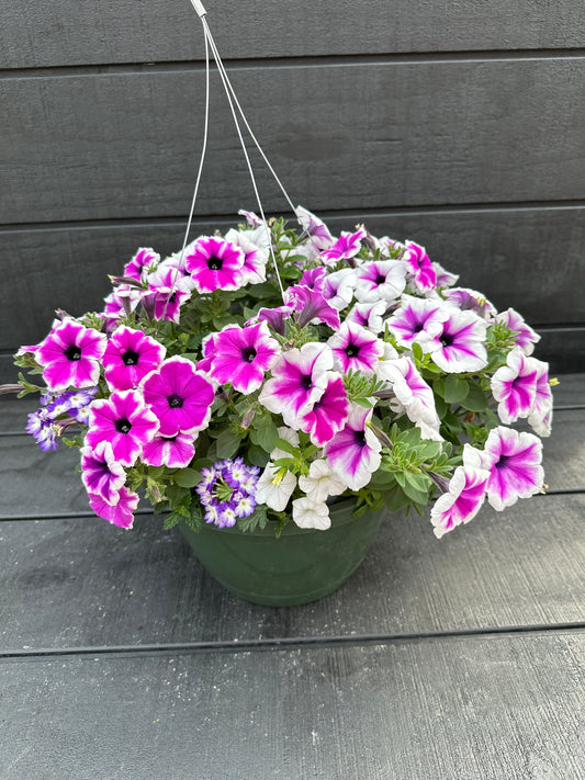COMBO WALK IN THE CLOUDS - 10" HANGING BASKET