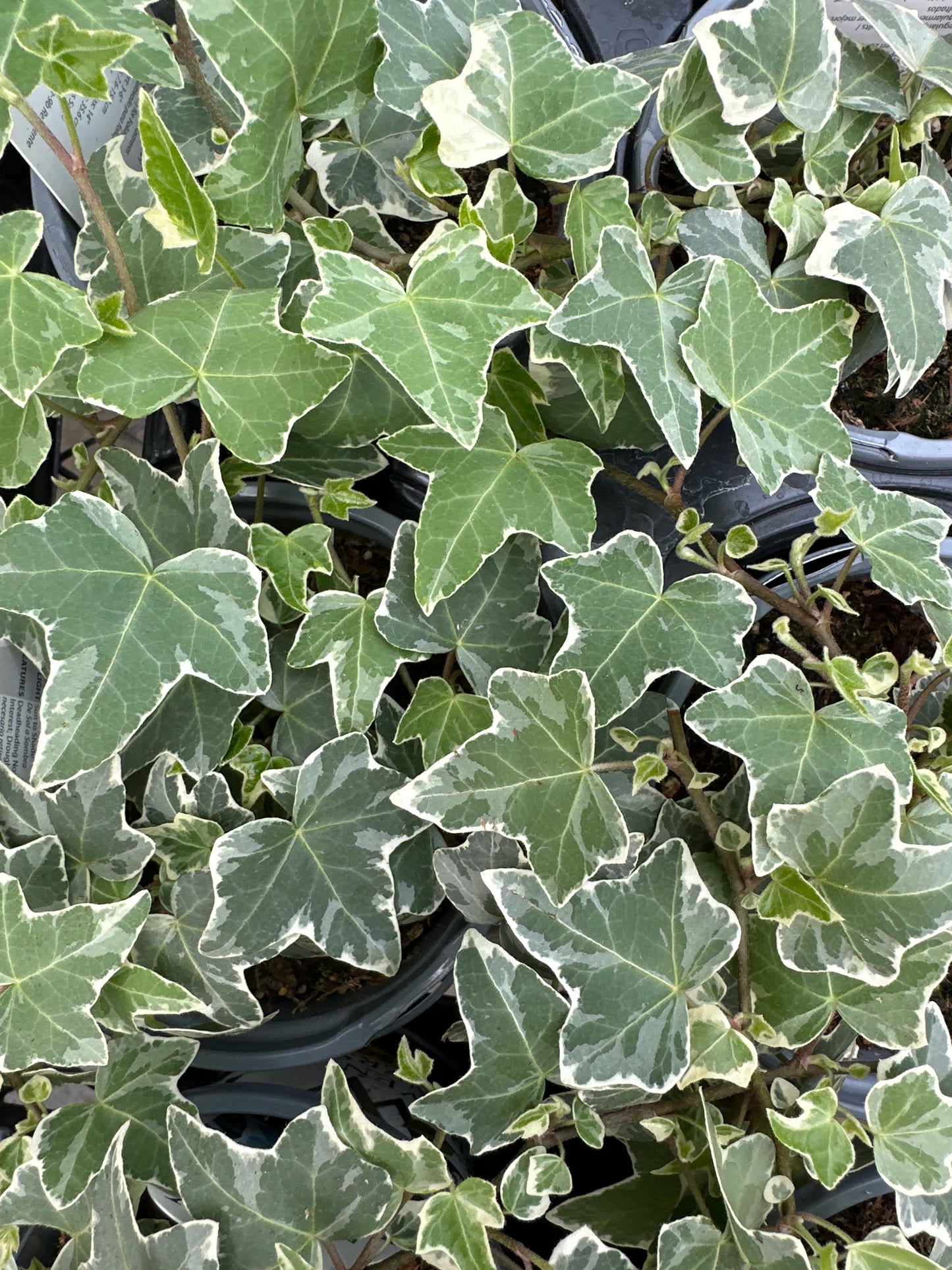 HEDERA HELIX IVY GLACIER - QUART POT