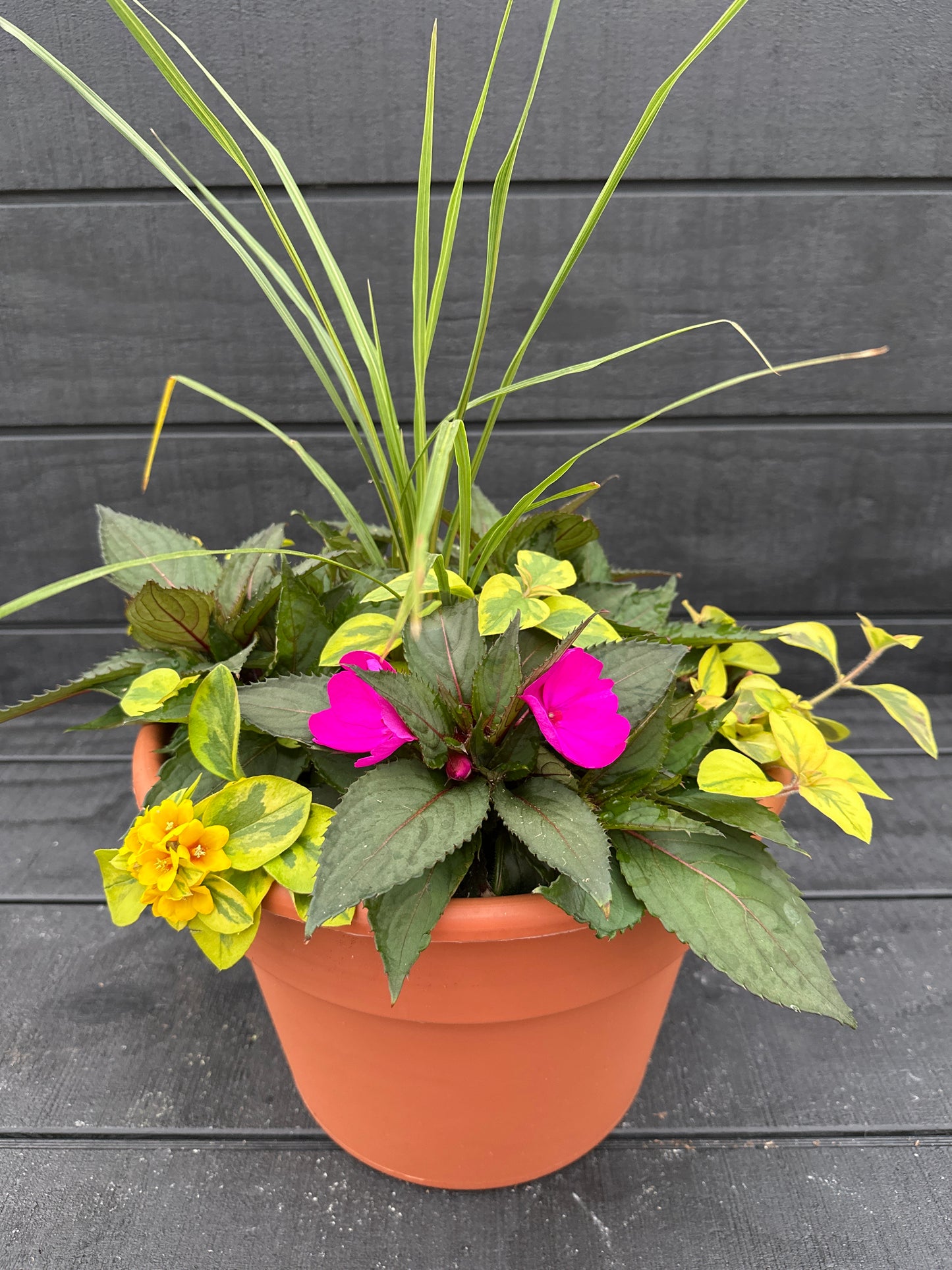 COMBO #54 - 12'' POT