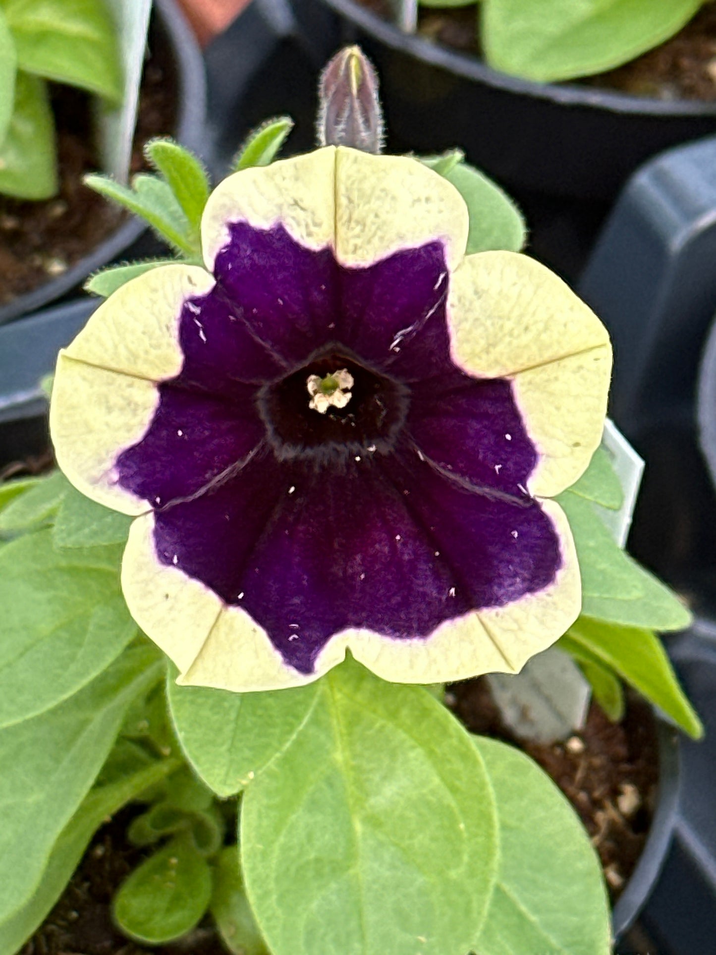 PETUNIA HEADLINER DARK SATURN - 4'' POT