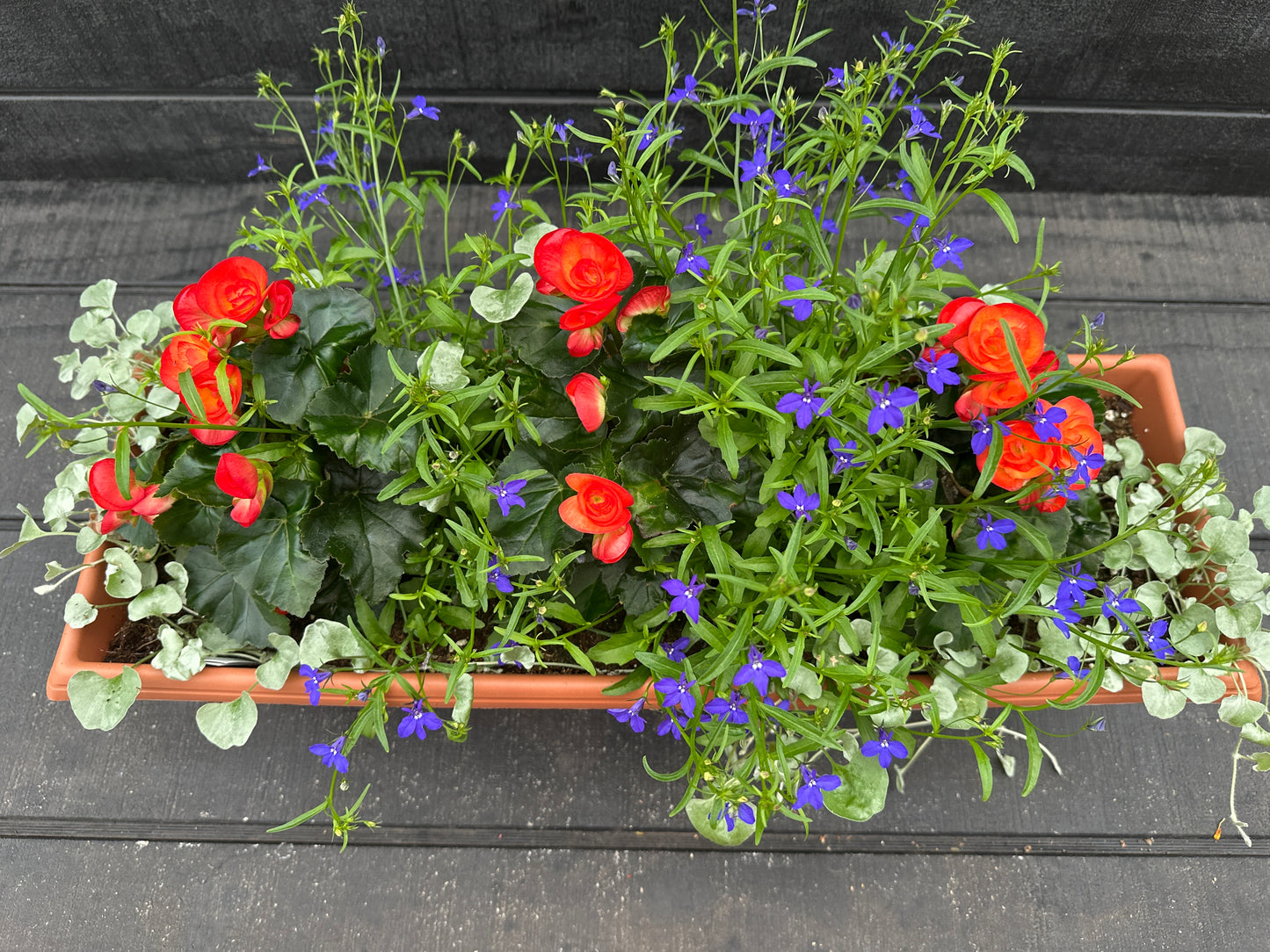 COMBO #31 - 24" WINDOW BOX