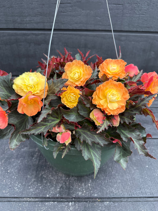BEGONIA ICONIA PORTOFINO SUNRISE - 10" HANGING BASKET
