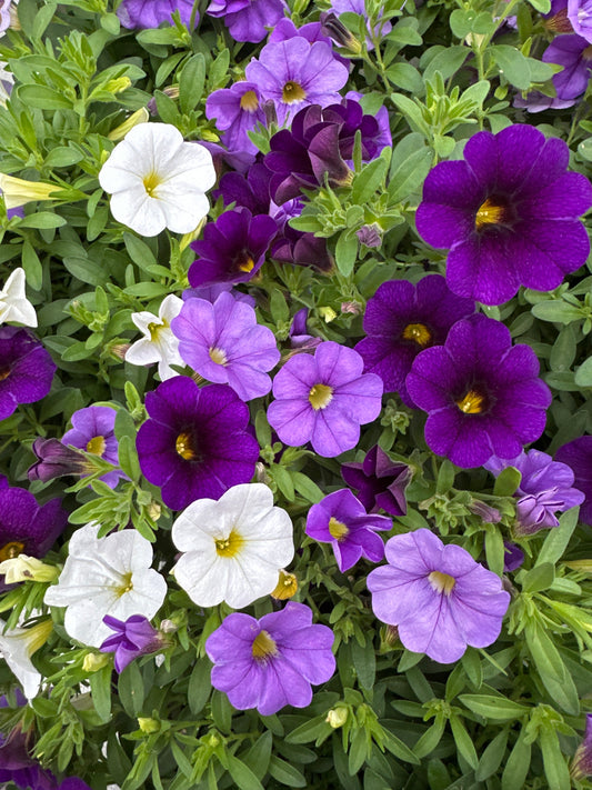 COMBO PURPLE WITH A PURPOSE - 6" POT