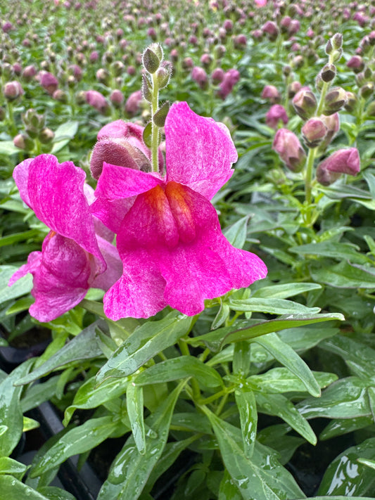 SNAPDRAGON SNAPSHOT PURPLE - FLAT OF 48 PLANTS