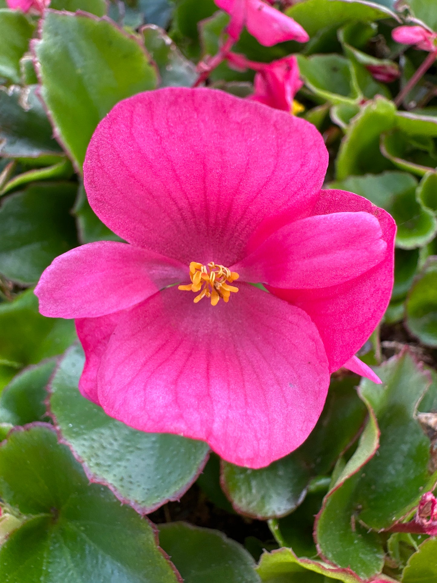 BEGONIA BADA BING ROSE - FLAT OF 48 PLANTS