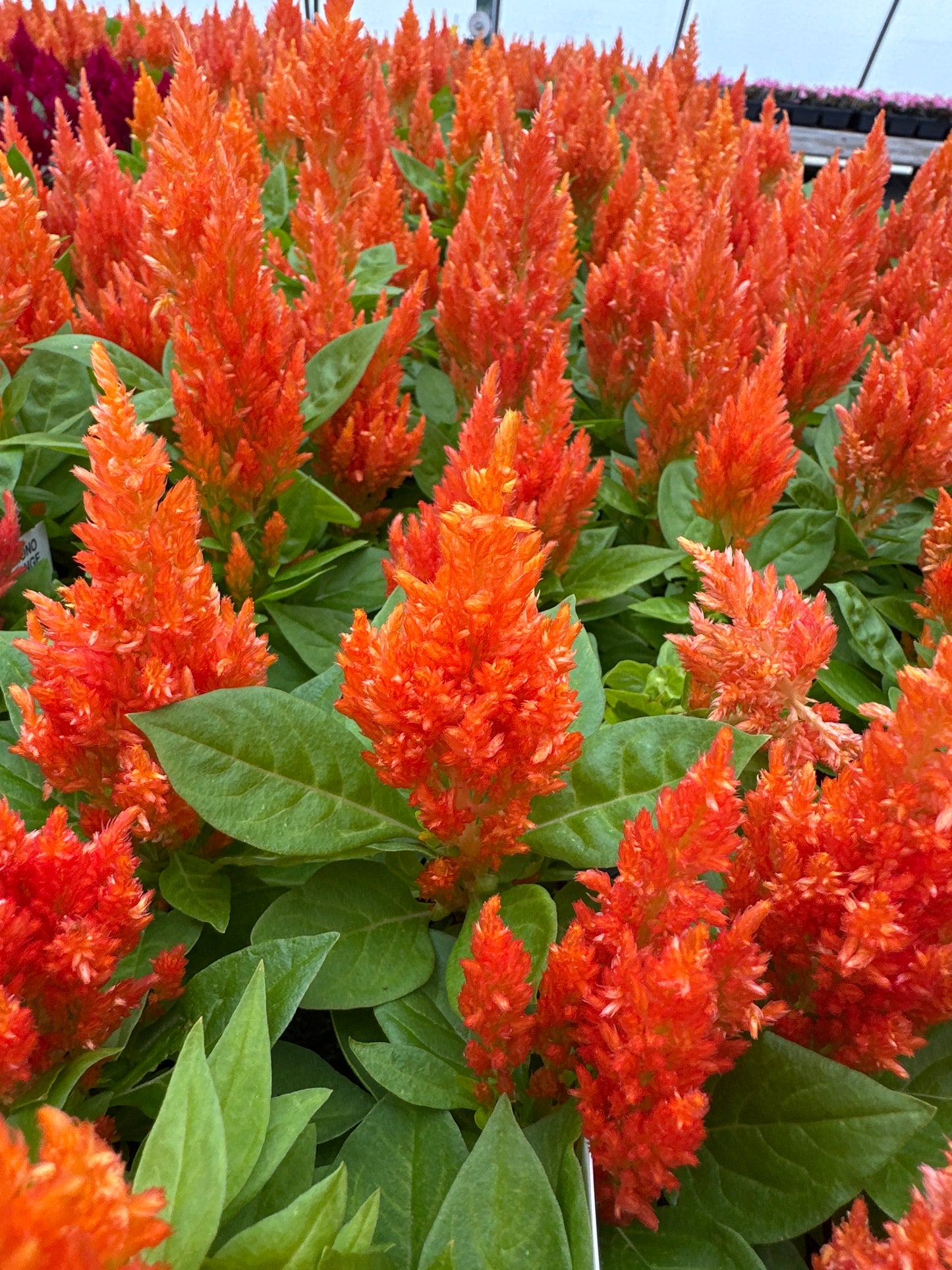 CELOSIA KIMONO ORANGE - FLAT OF 48 PLANTS