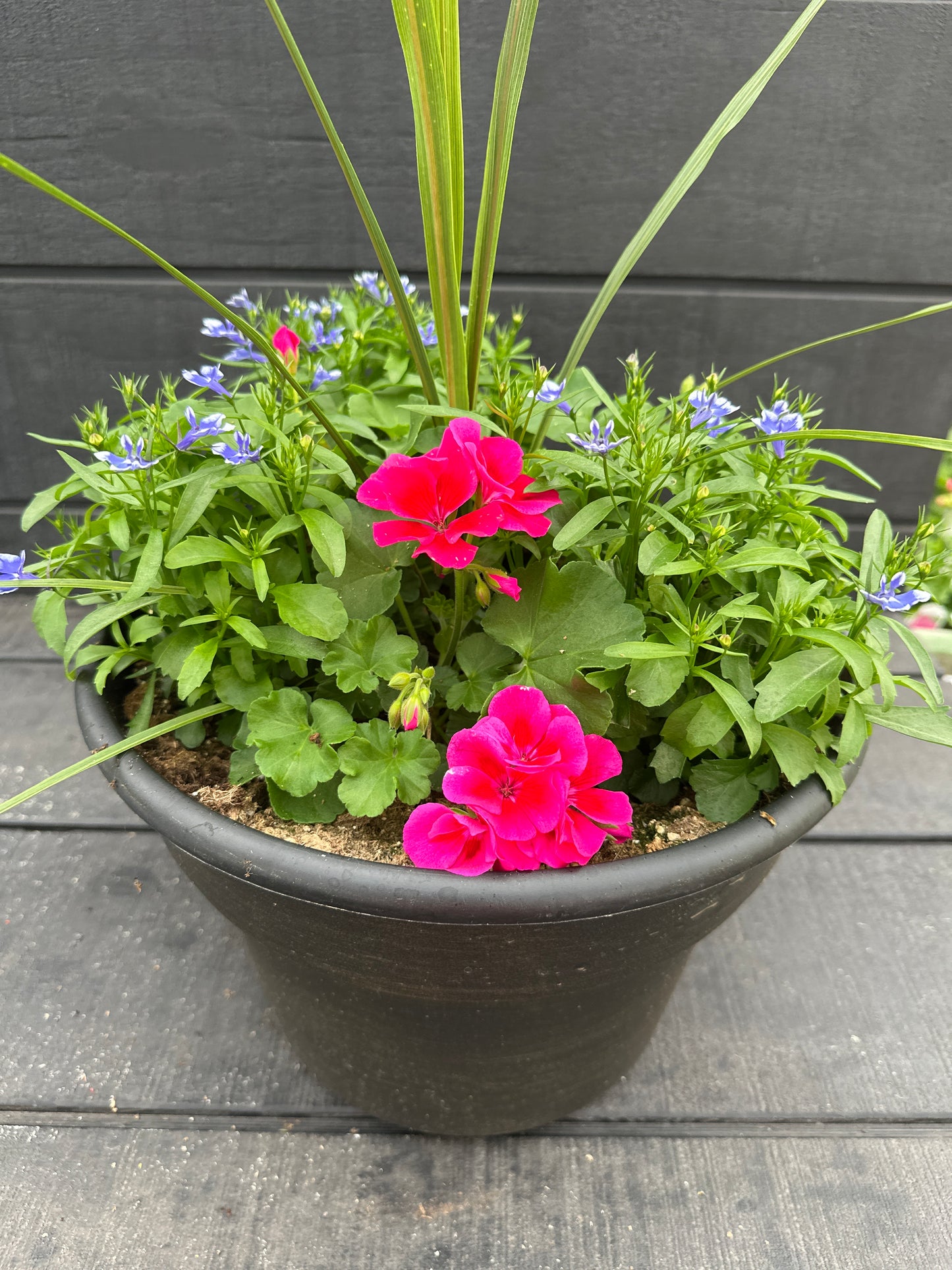 COMBO #96 - 12" POT