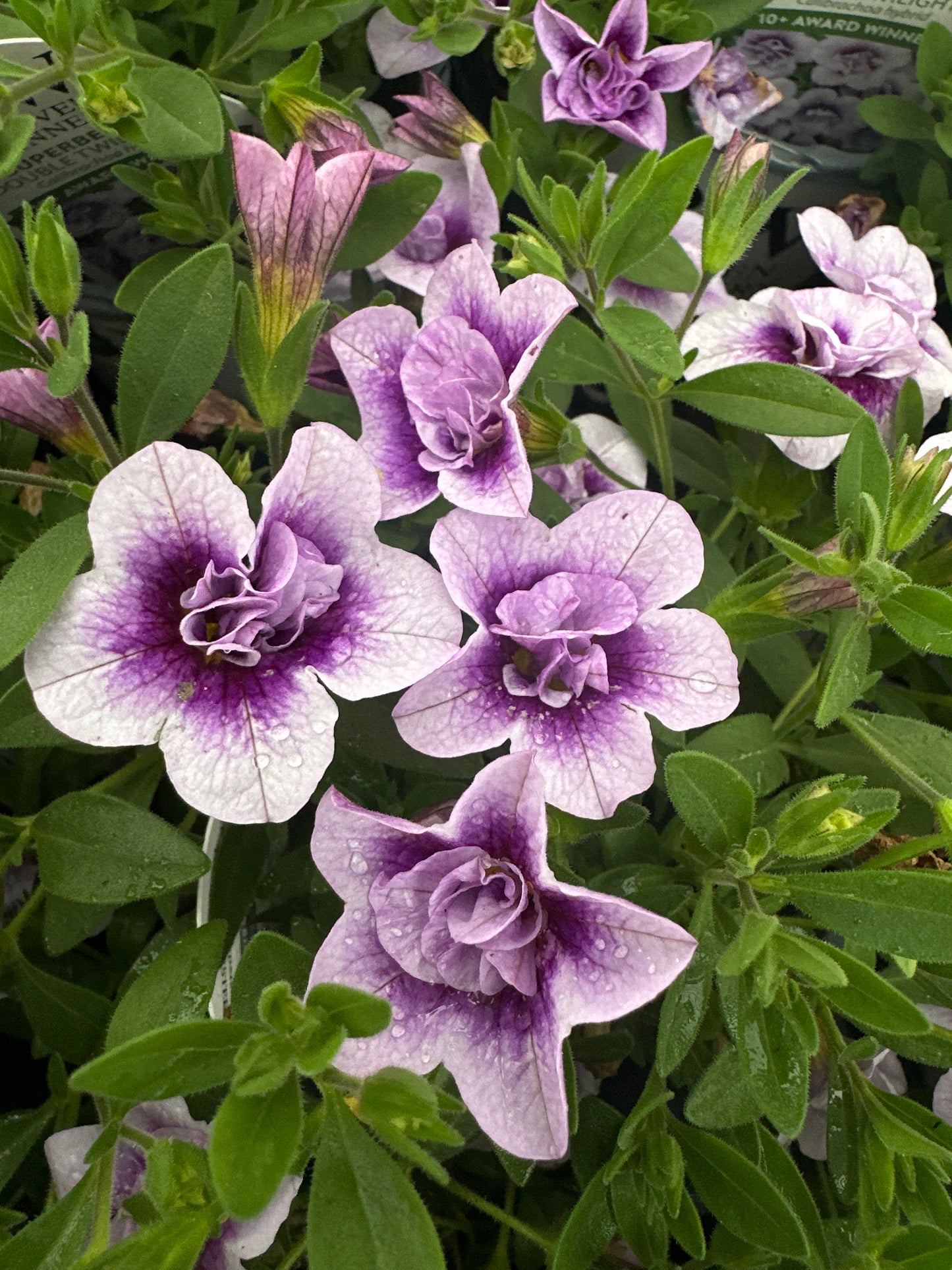 CALIBRACHOA SUPERBELLS DOUBLE TWILIGHT - 4" POT