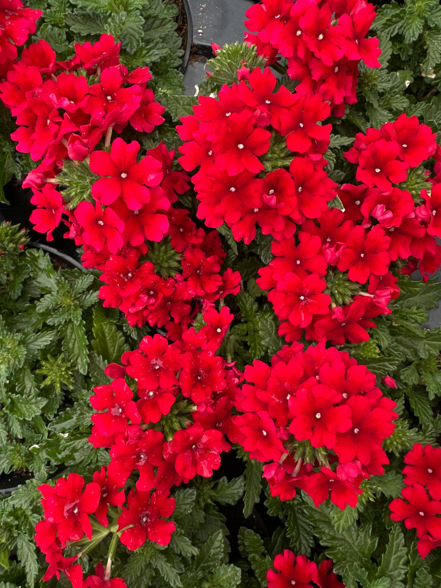 VERBENA EMPRESS SUN RED - 4" POT