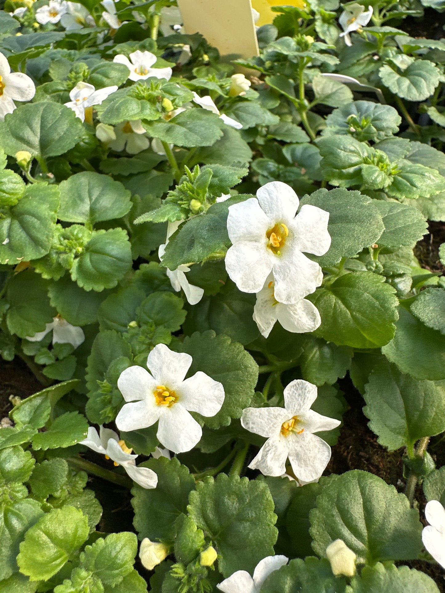 BACOPA MEGA COPA WHITE - JUMBO 6 PACK