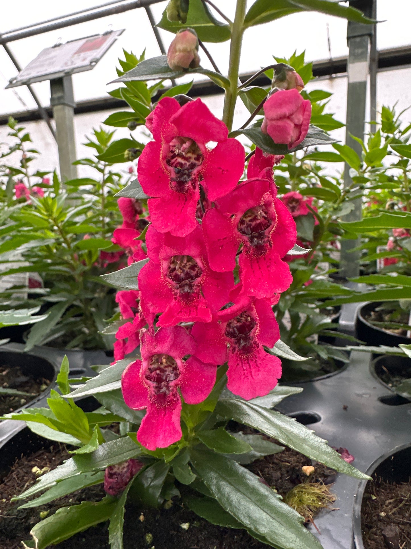 ANGELONIA ARCHANGEL CHERRY RED - 4'' POT