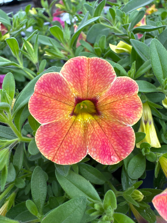 CALIBRACHOA CHA CHA DIVA APRICOT - 4" POT