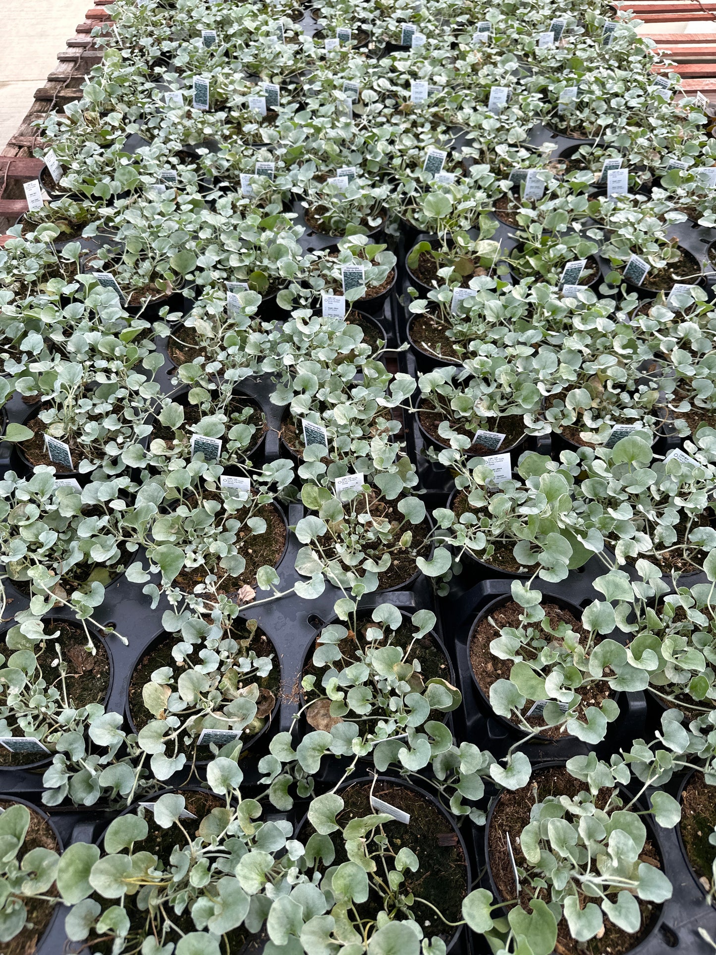 DICHONDRA SILVER FALLS - 4" POT