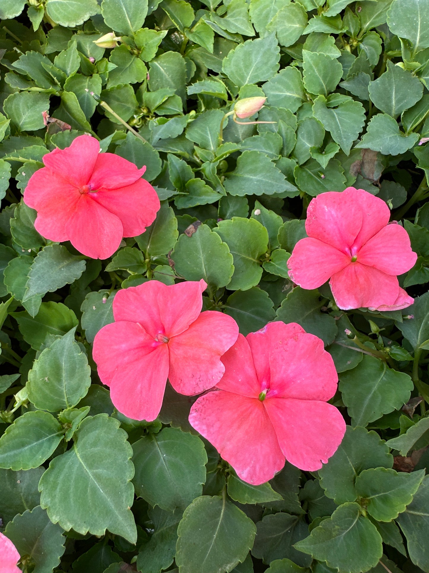 IMPATIENS BEACON CORAL - FLAT OF 32 PLANTS
