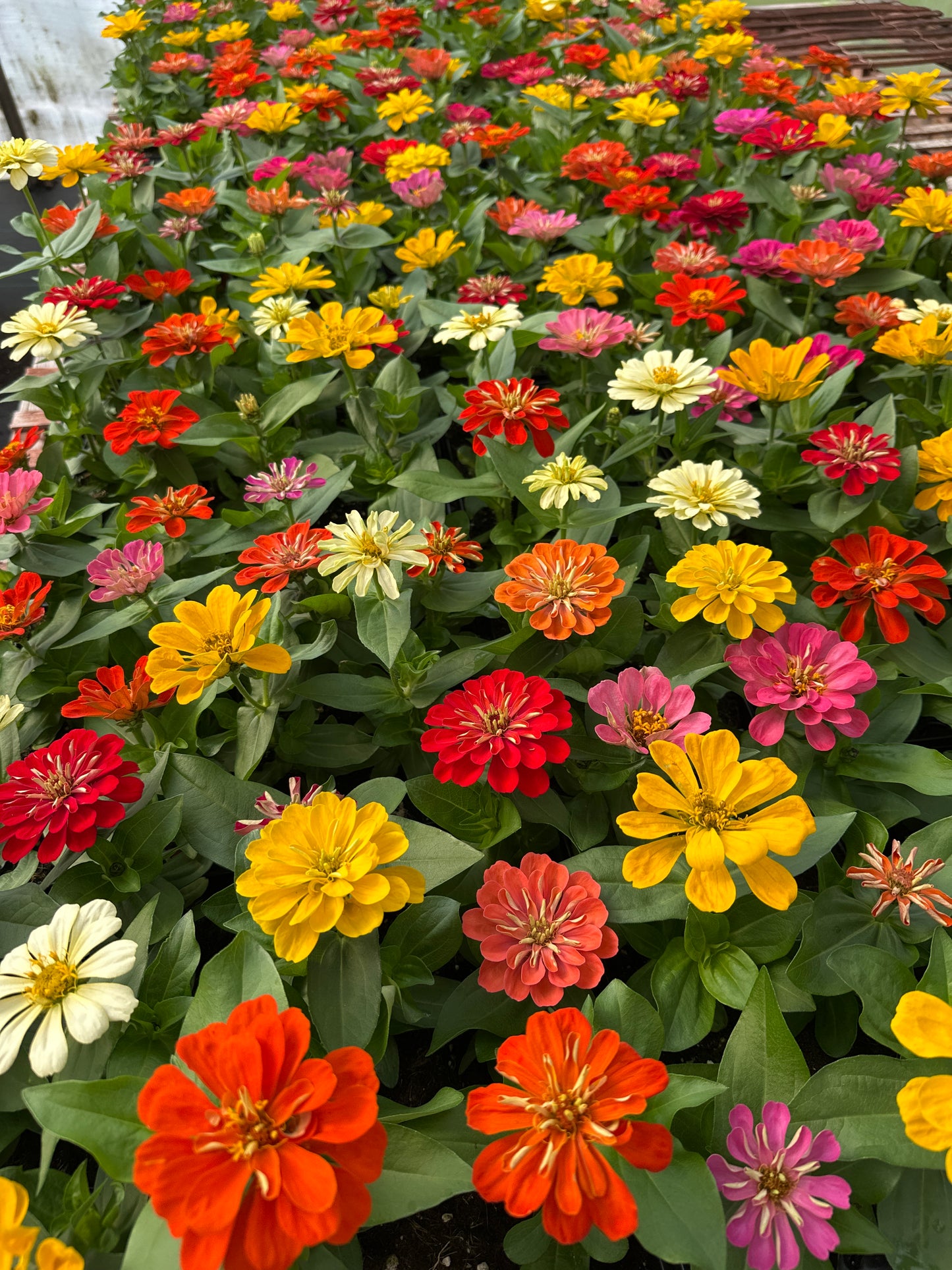 ZINNIA DREAMLAND MIXED - 6'' POT