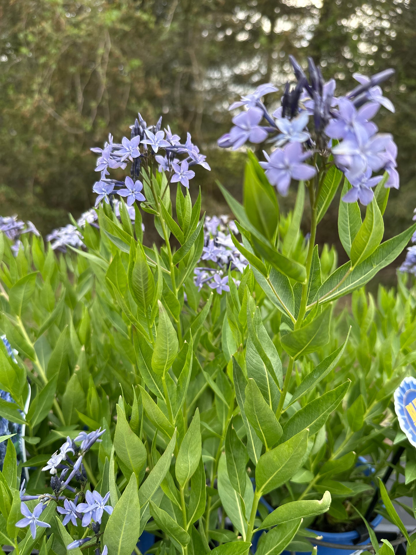 Amsonia 'Blue Ice'