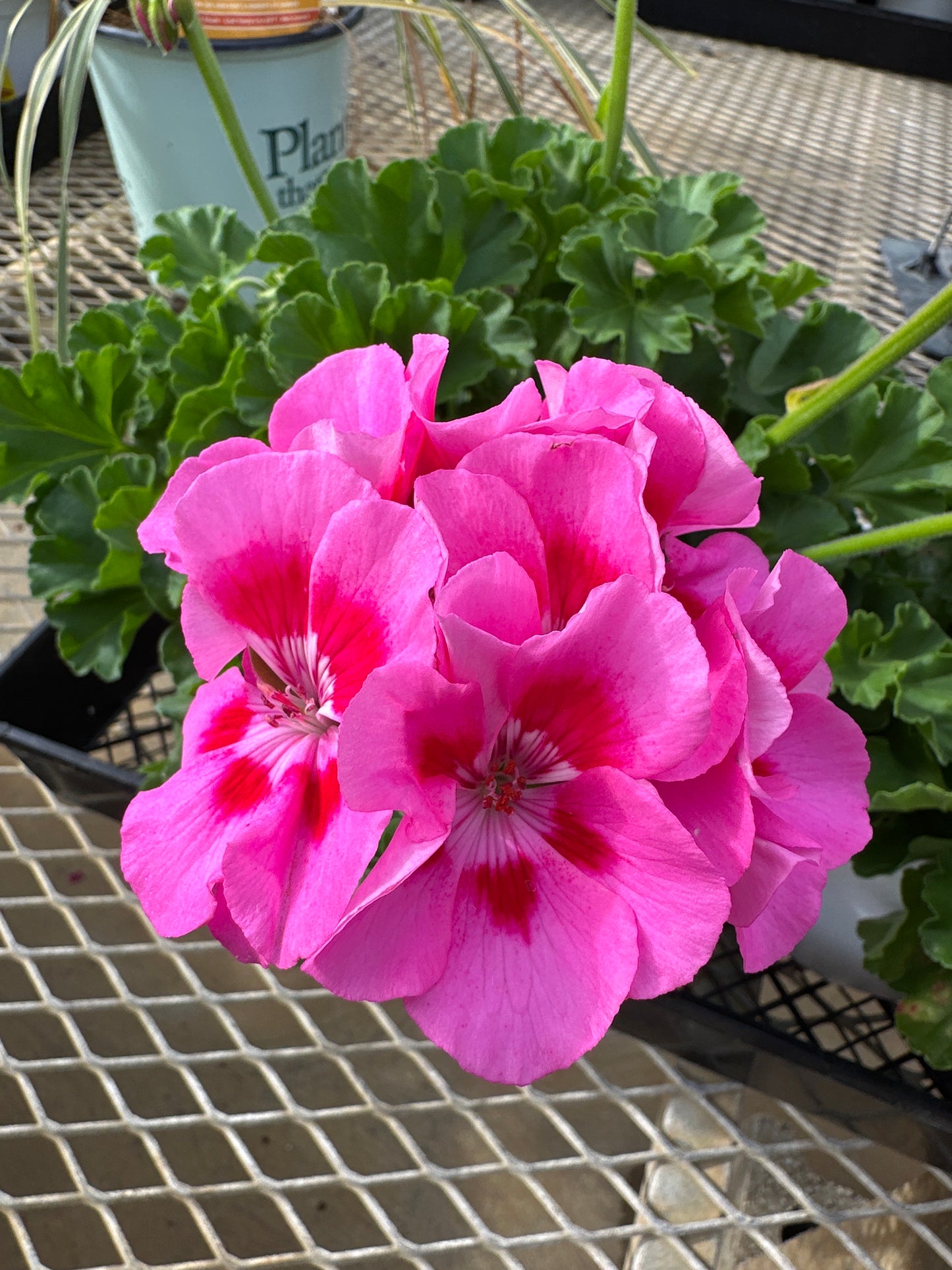 GERANIUM DYNAMO PINK FLARE - 6" POT