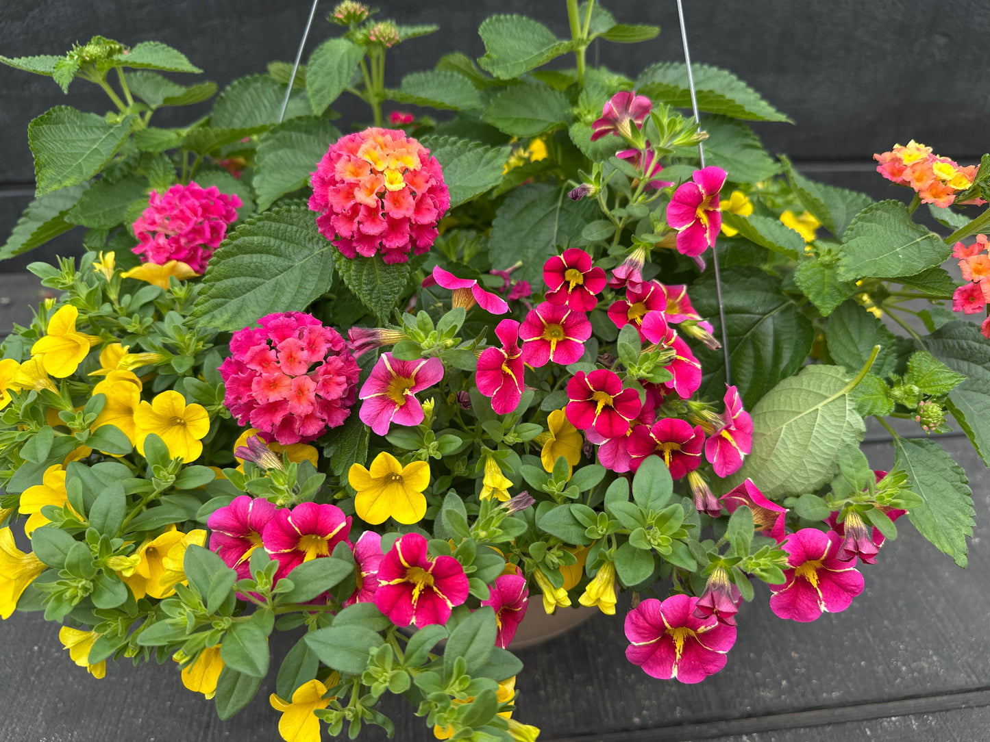 BASKET #56 - 10'' HANGING BASKET
