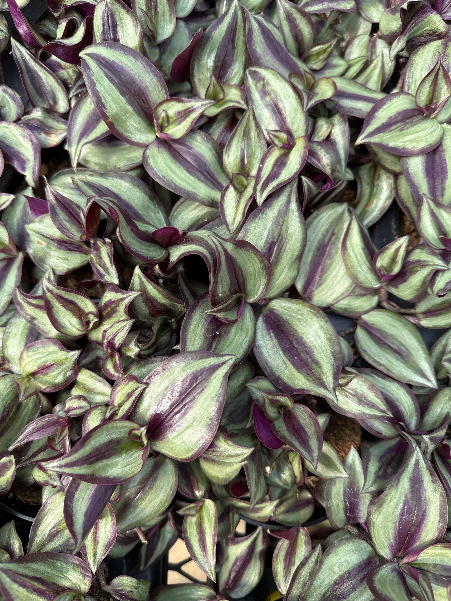 TRADESCANTIA ZEBRINA PURPLE VARIEGATED - 4" POT