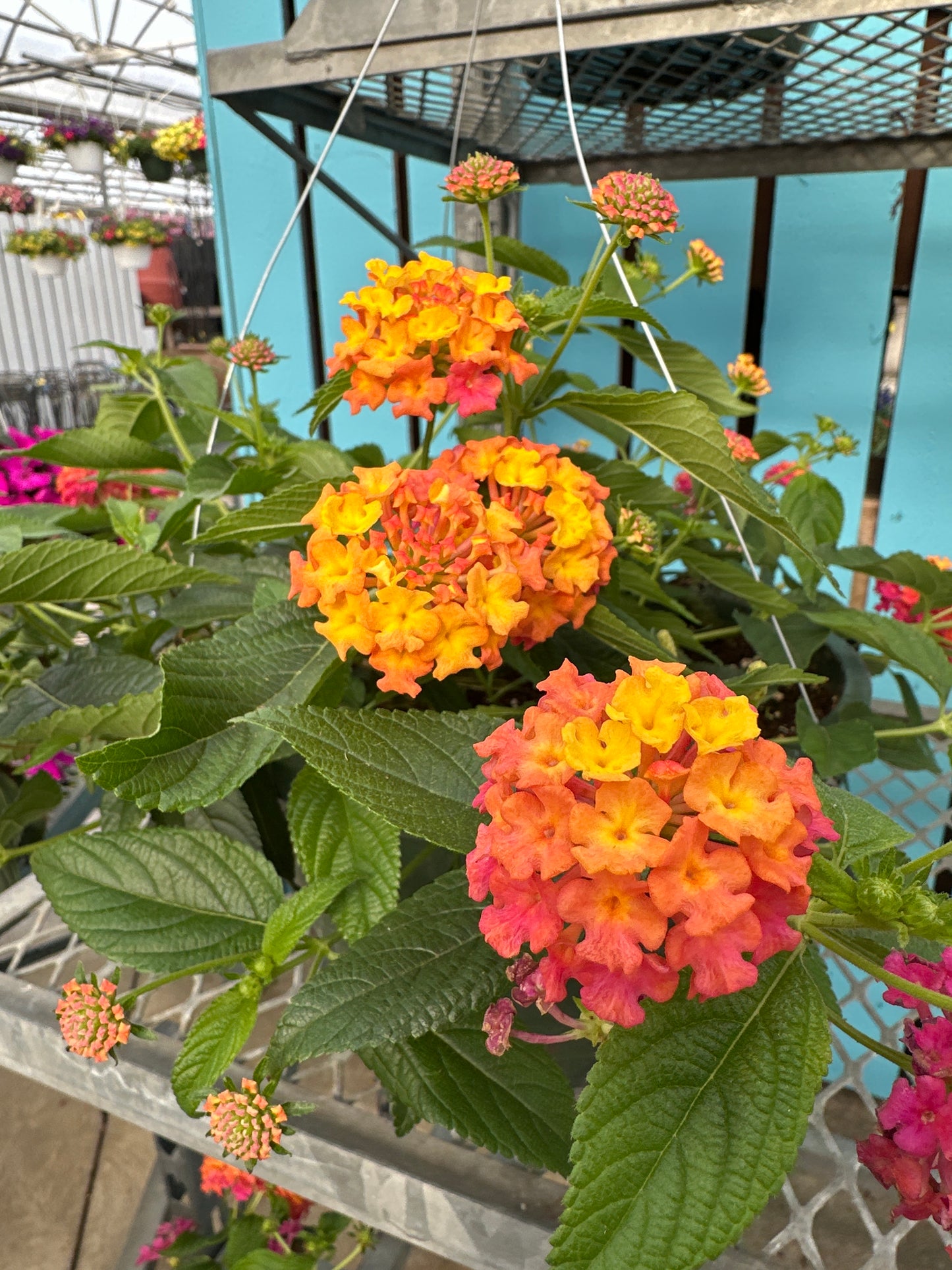 LANTANA LUSCIOUS BERRY BLEND - 10" HANGING BASKET