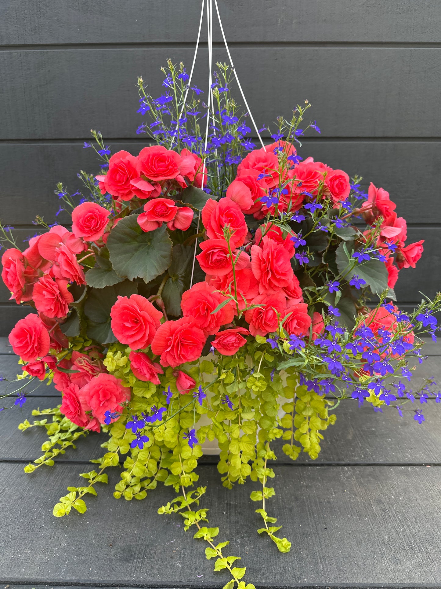 BASKET #5 - 14" HANGING BASKET