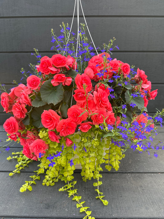 BASKET #5 - 14" HANGING BASKET