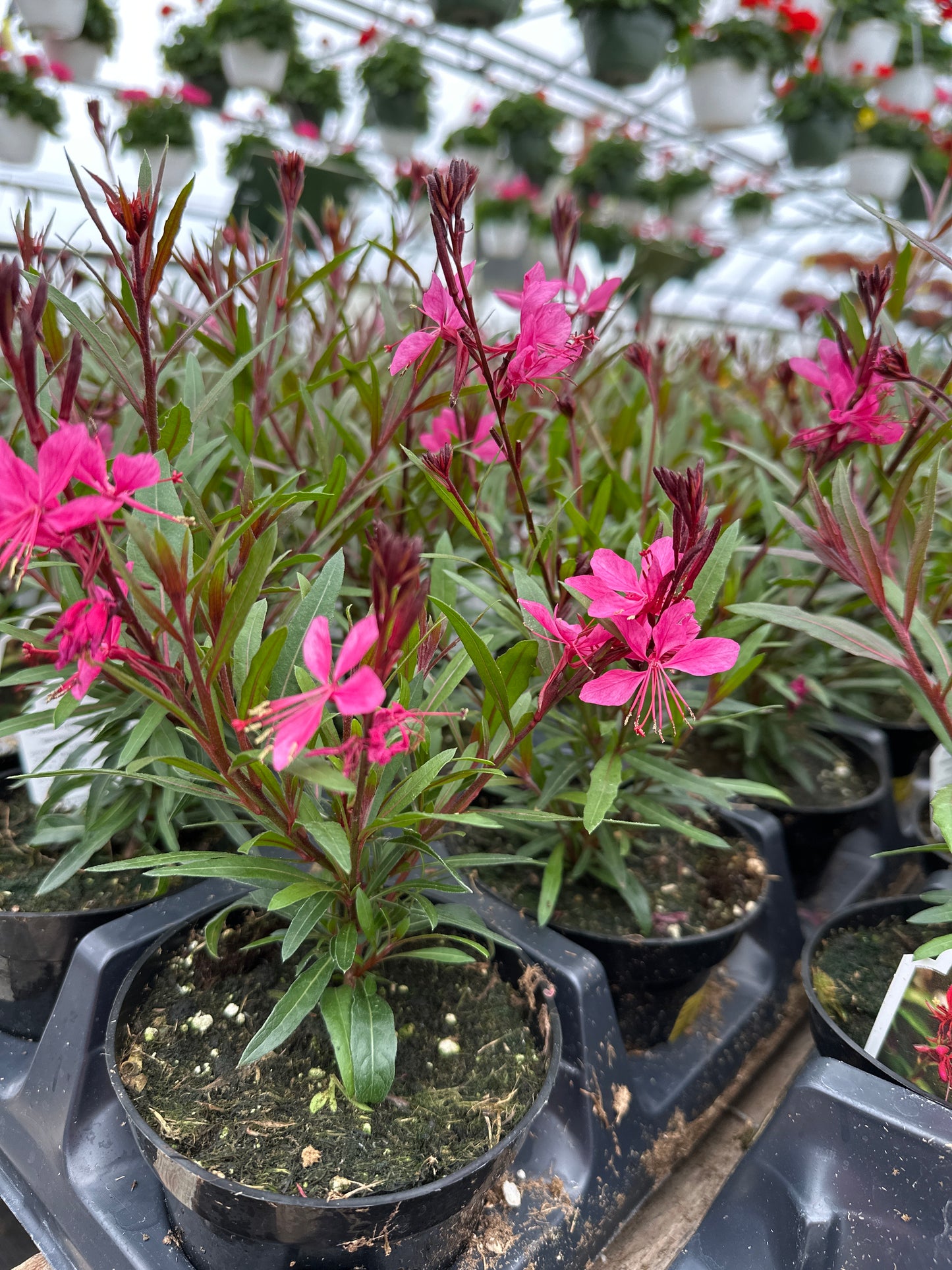 GAURA BELLEZA DARK PINK - 4'' POT