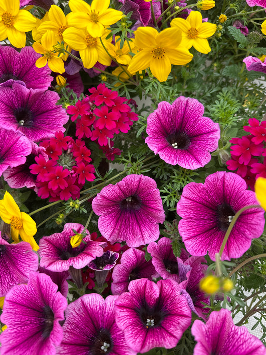 COMBO CAJUN FLARE - 6" POT