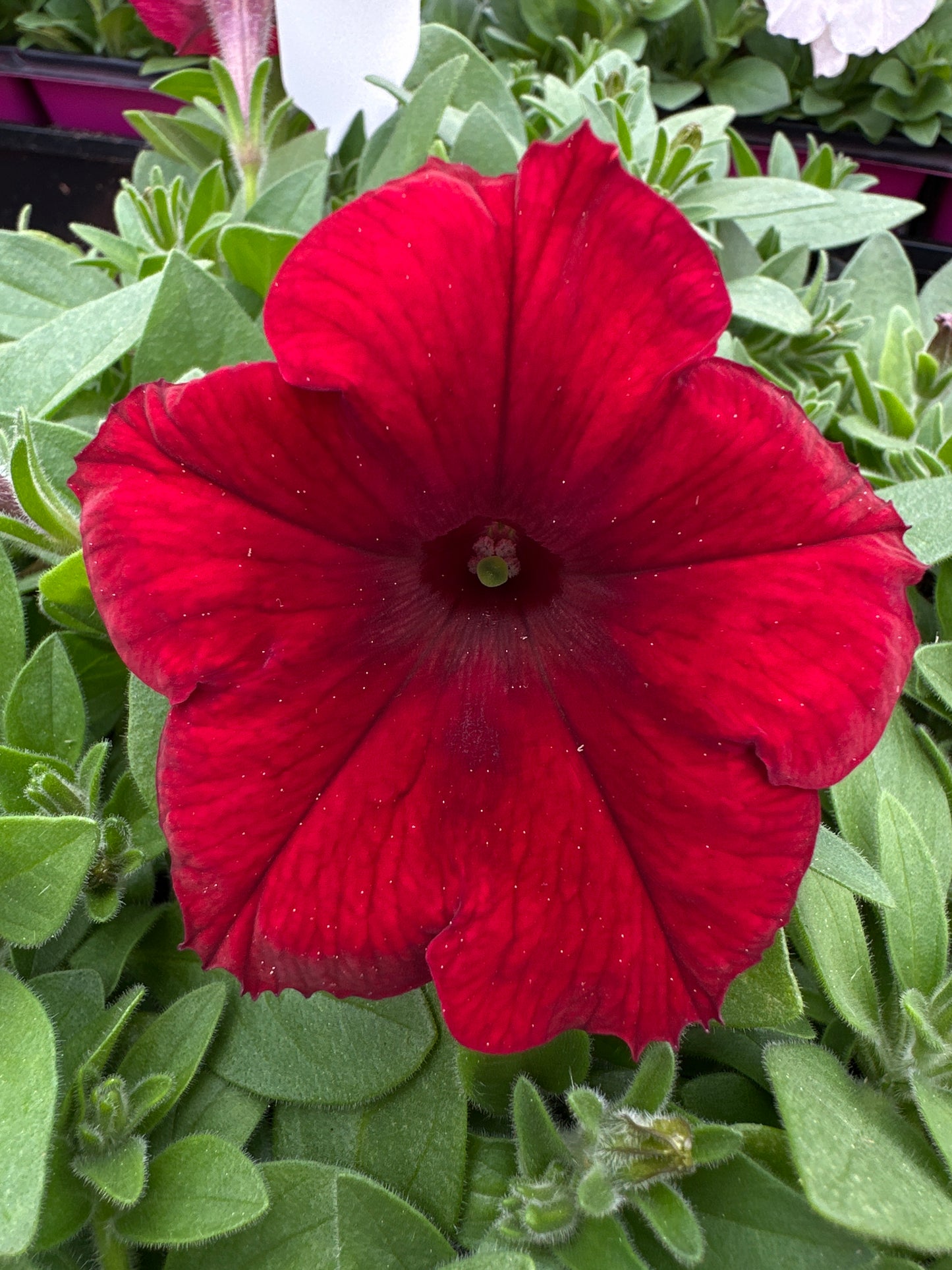 PETUNIA EASY WAVE RED VELOUR - JUMBO 6 PACK