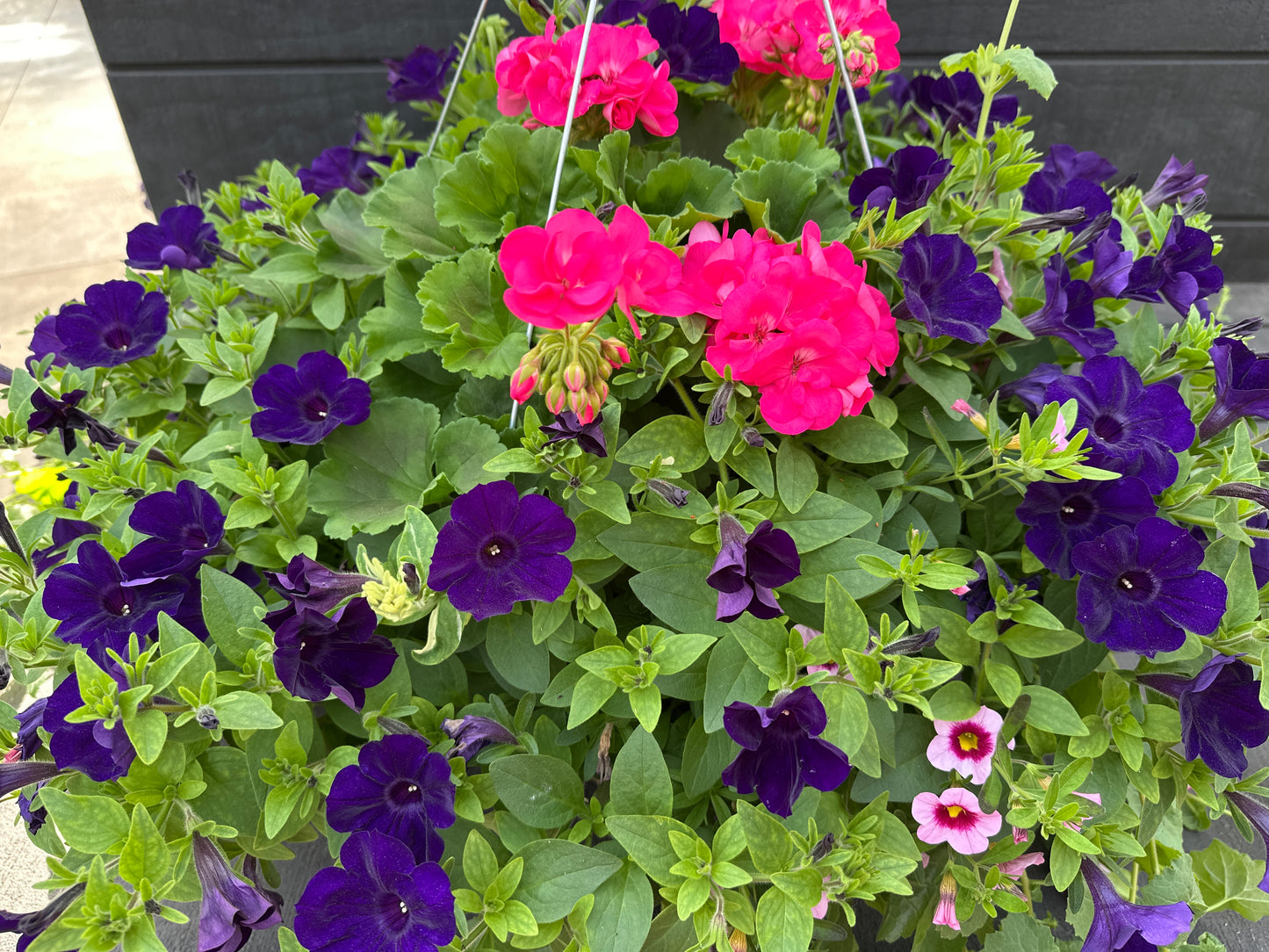 BASKET #8 - 16" HANGING BASKET