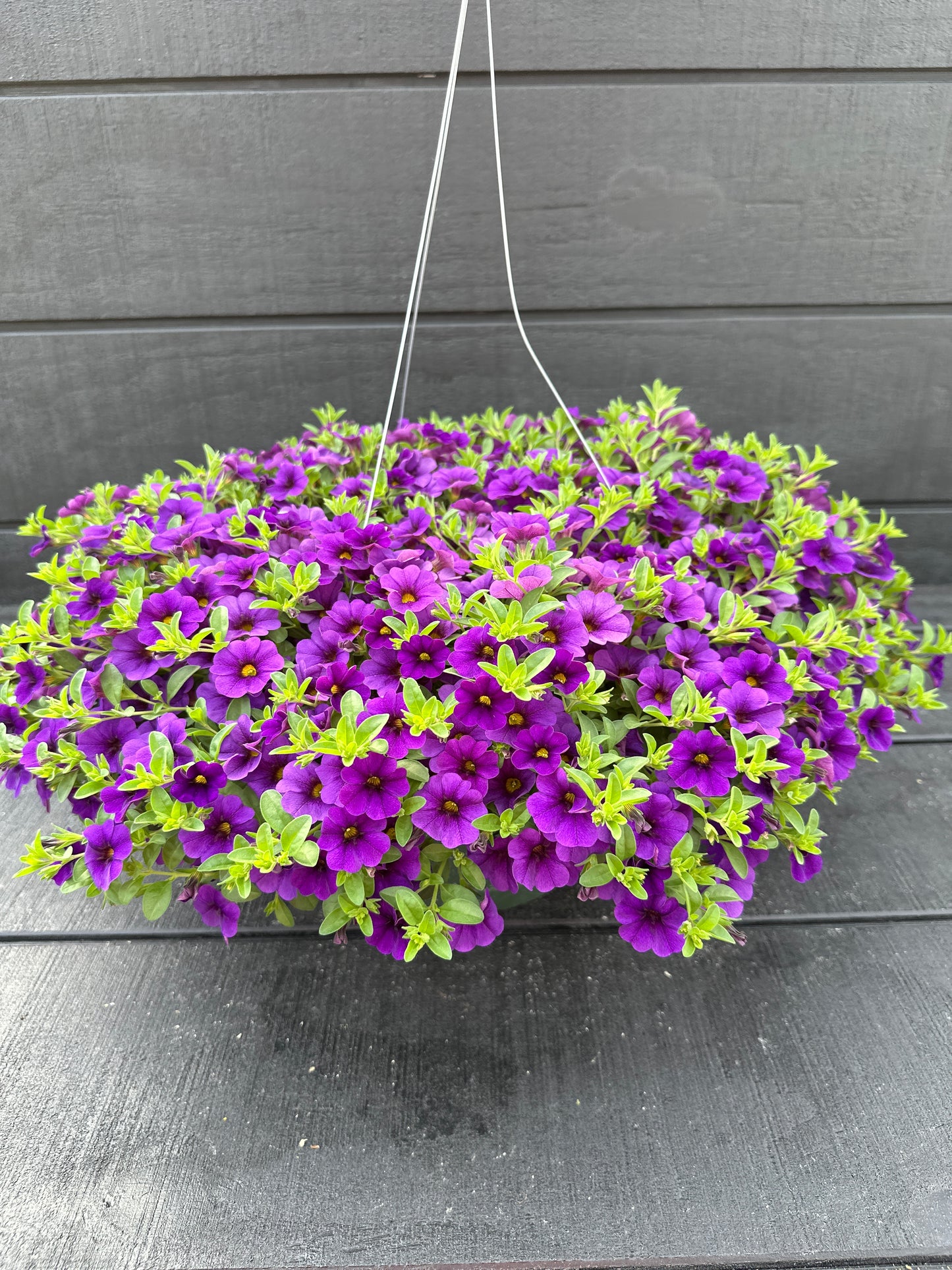 CALIBRACHOA CABARET DEEP BLUE - 10'' HANGING BASKET