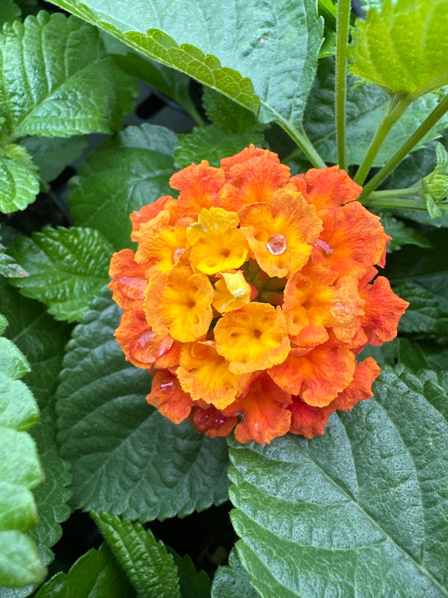 LANTANA BANDELERO GUAVA - 4" POT