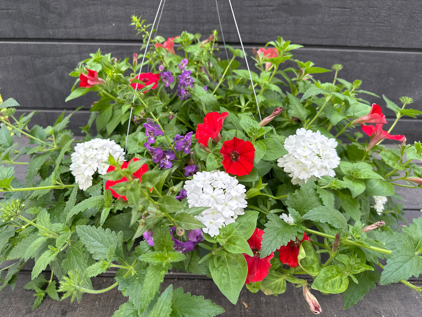 COMBO FREEDOM - 12" HANGING BASKET