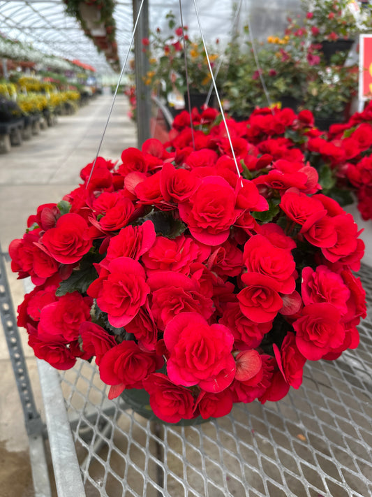 BEGONIA REIGER BARKOS - 10" HANGING BASKET