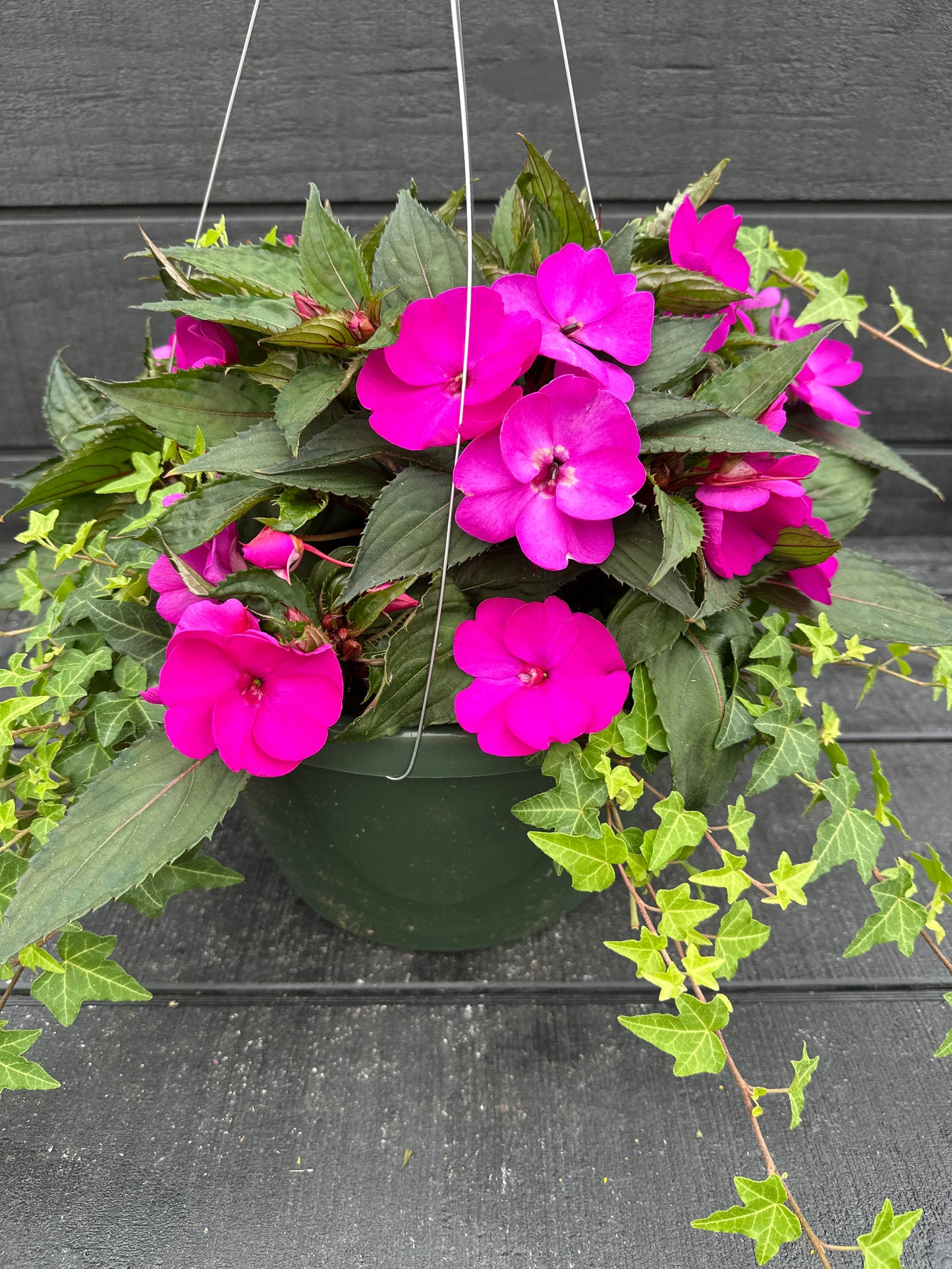 BASKET #37 - 12" HANGING BASKET