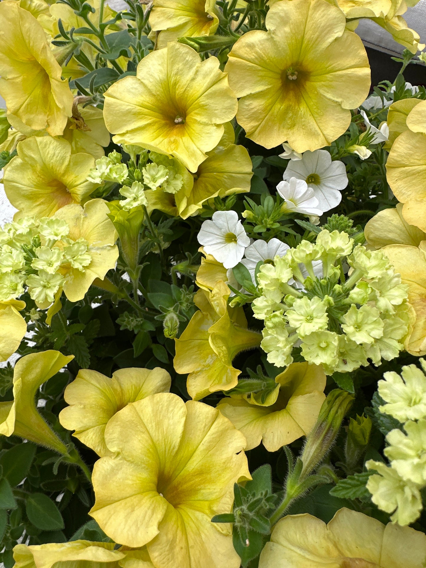 COMBO LEMON CHIFFON MIX - 6'' POT