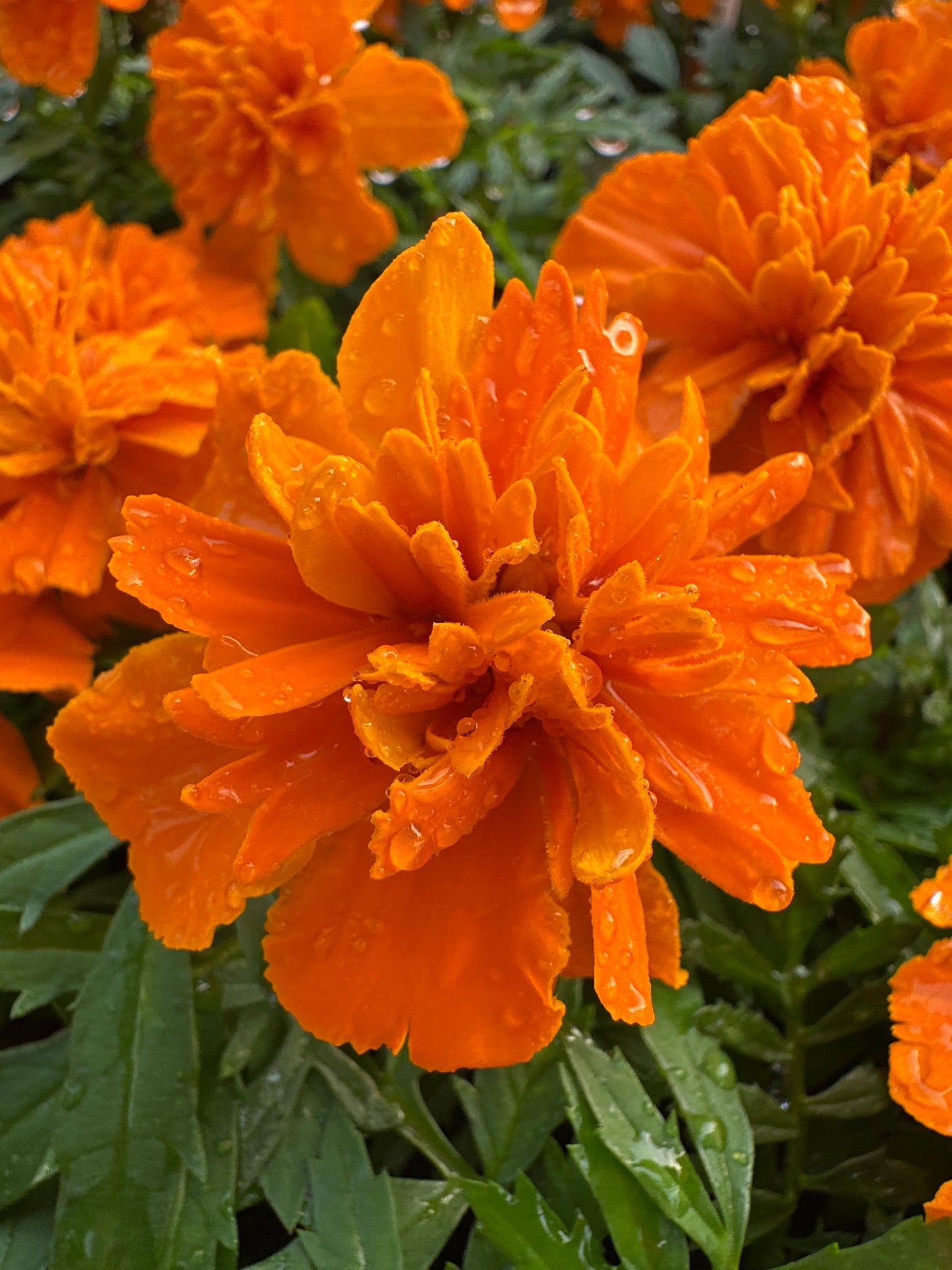 MARIGOLD BONANZA ORANGE - FLAT OF 48 PLANTS