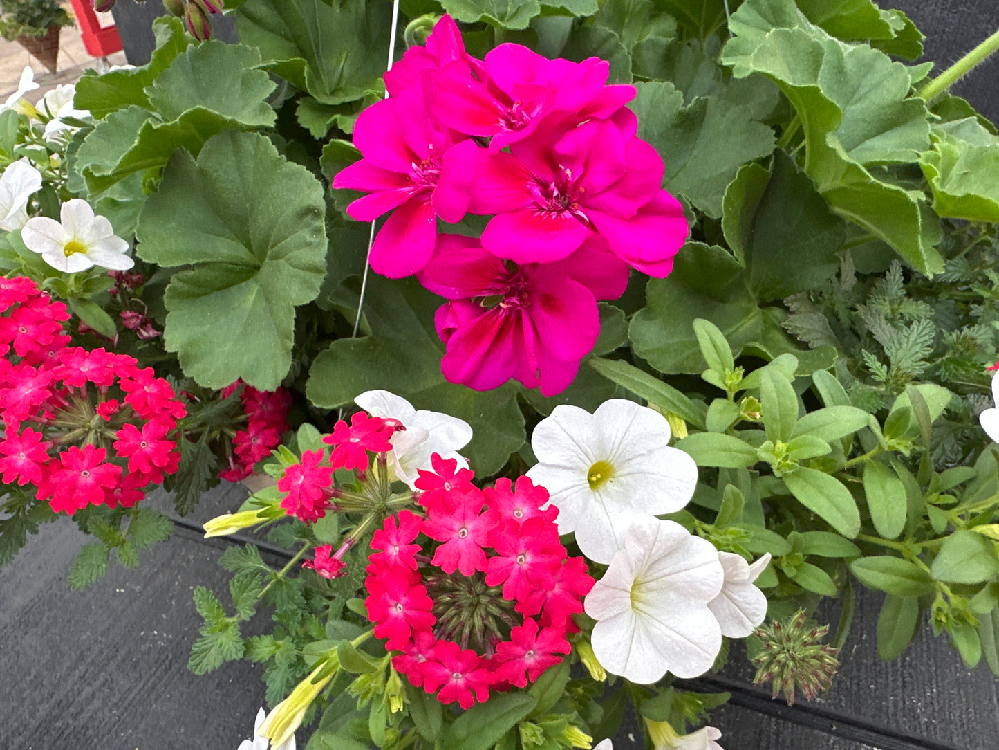 BASKET #95 - 12'' HANGING BASKET