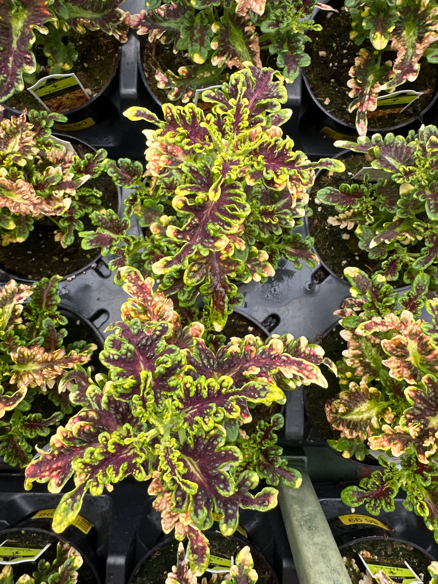 COLEUS CORAL COPPER - 4" POT