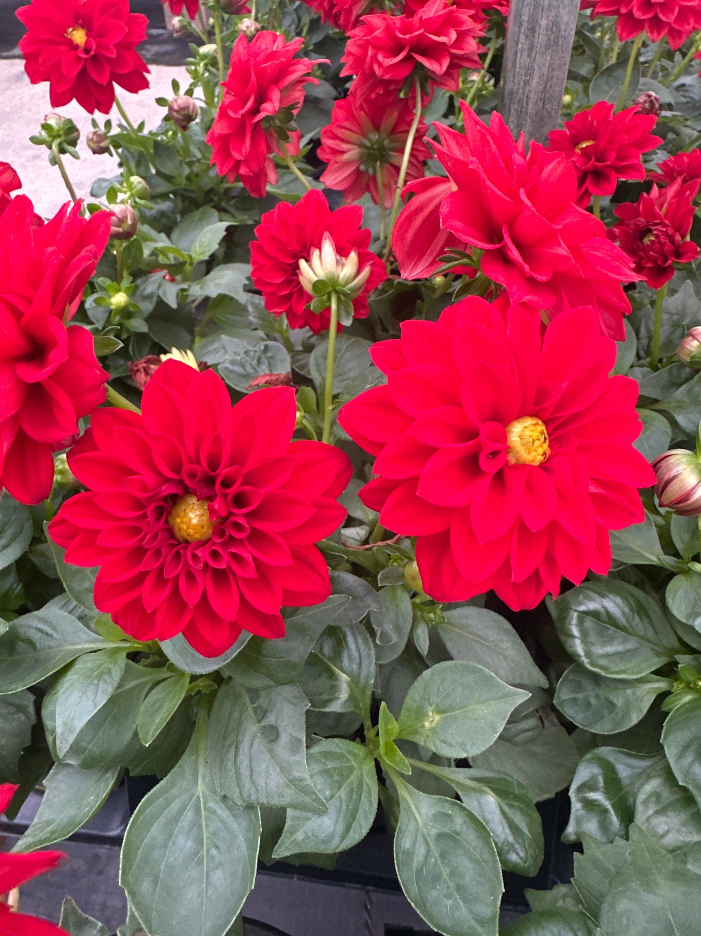 DAHLIA DAHLINOVA OREGON - QUART POT