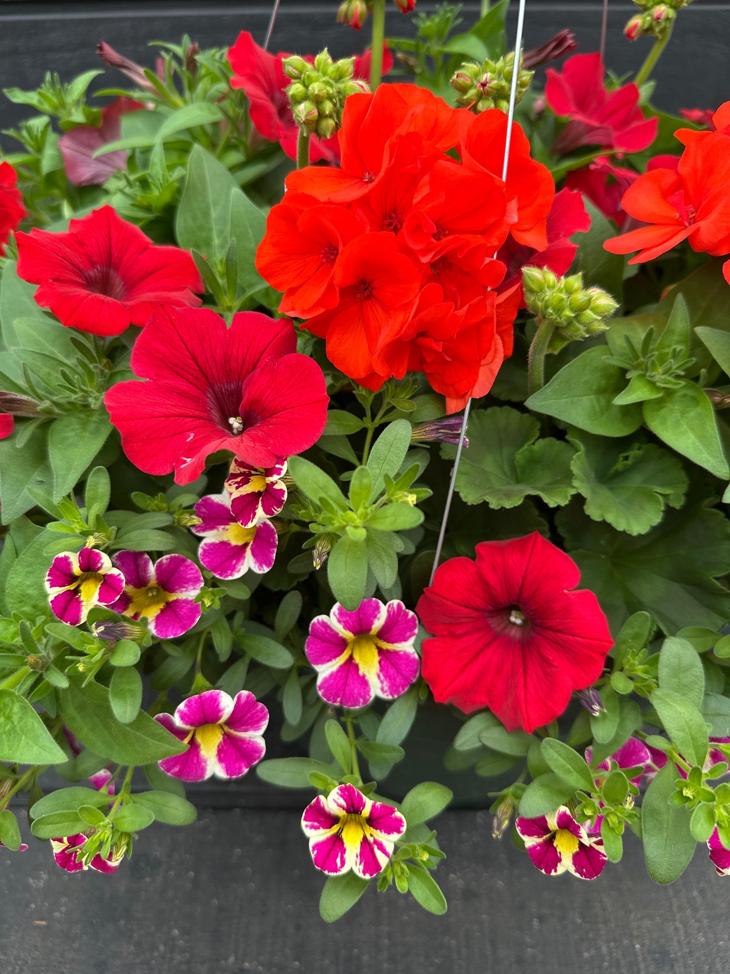 BASKET #27 - 12'' HANGING BASKET