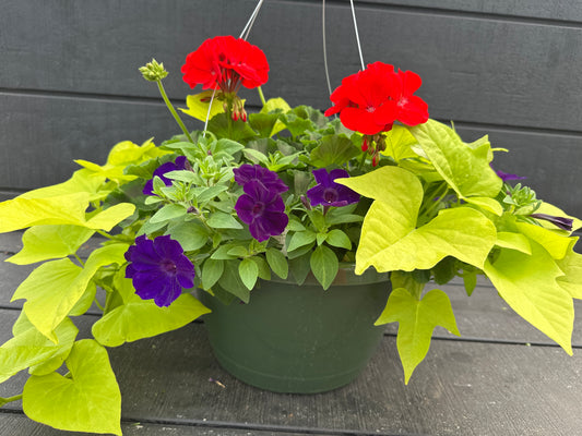 BASKET #22 - 12'' HANGING BASKET