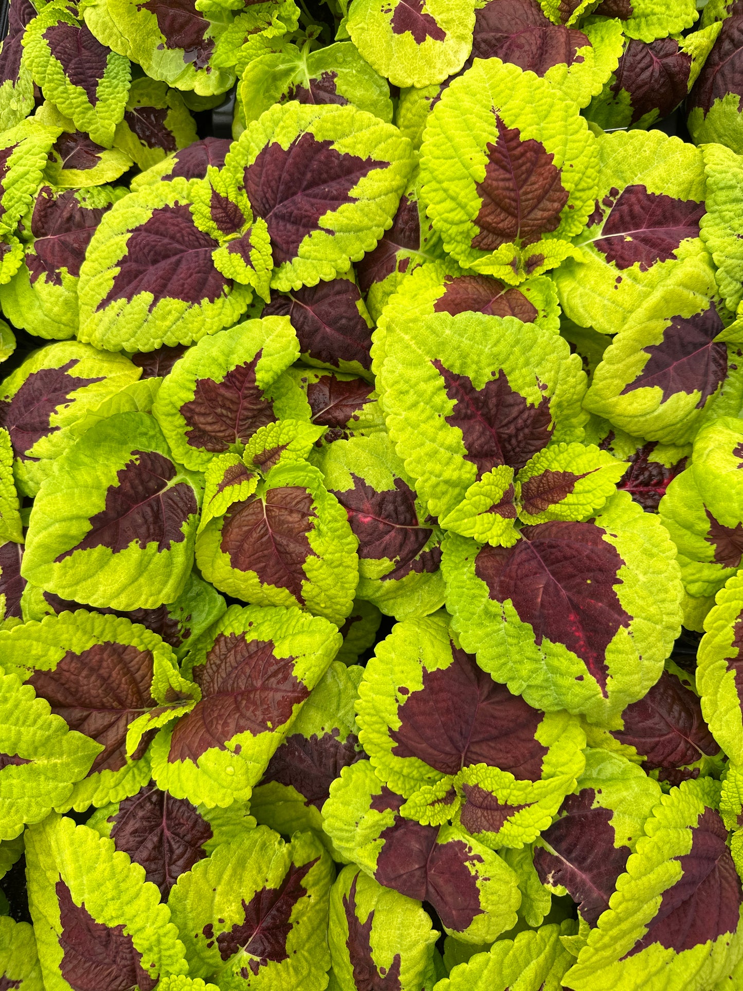 COLEUS KONG LIME SPRITE - 4" POT