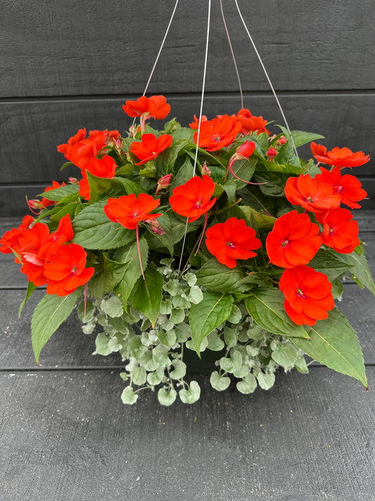 BASKET #34 - 12" HANGING BASKET