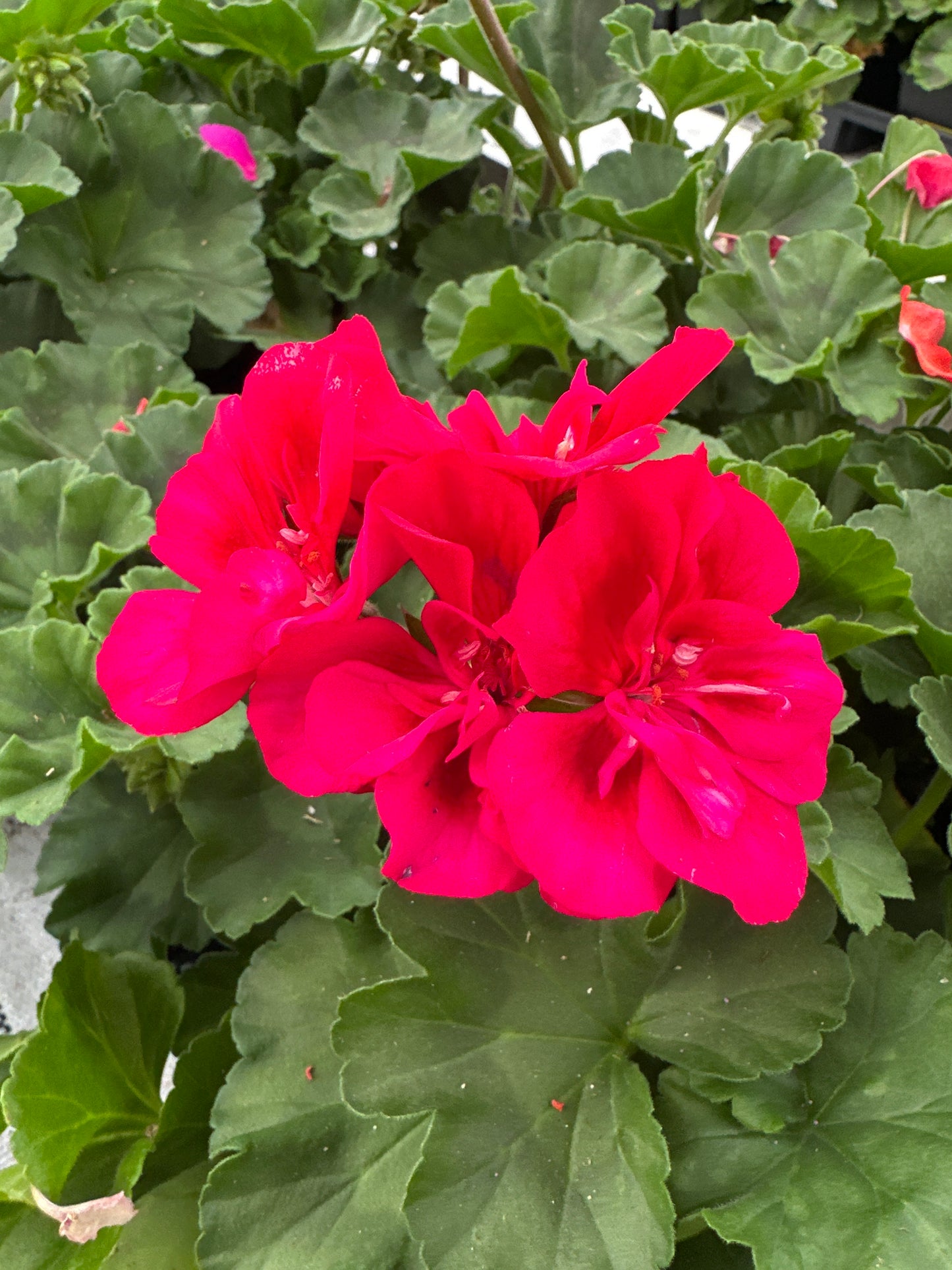 GERANIUM FANTASIA CRANBERRY SIZZLE - 4" POT