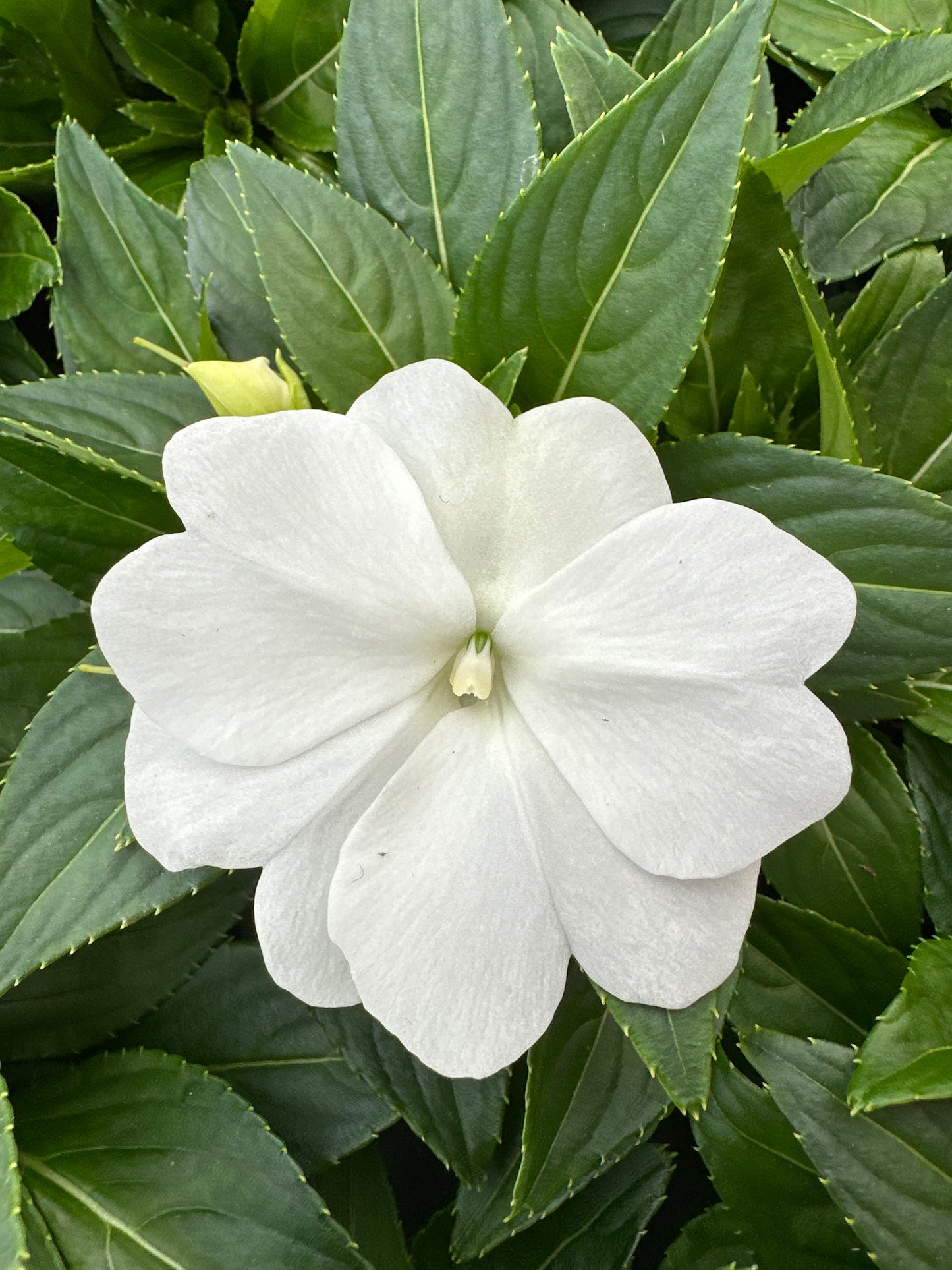 IMPATIENS SONIC WHITE - 4" POT