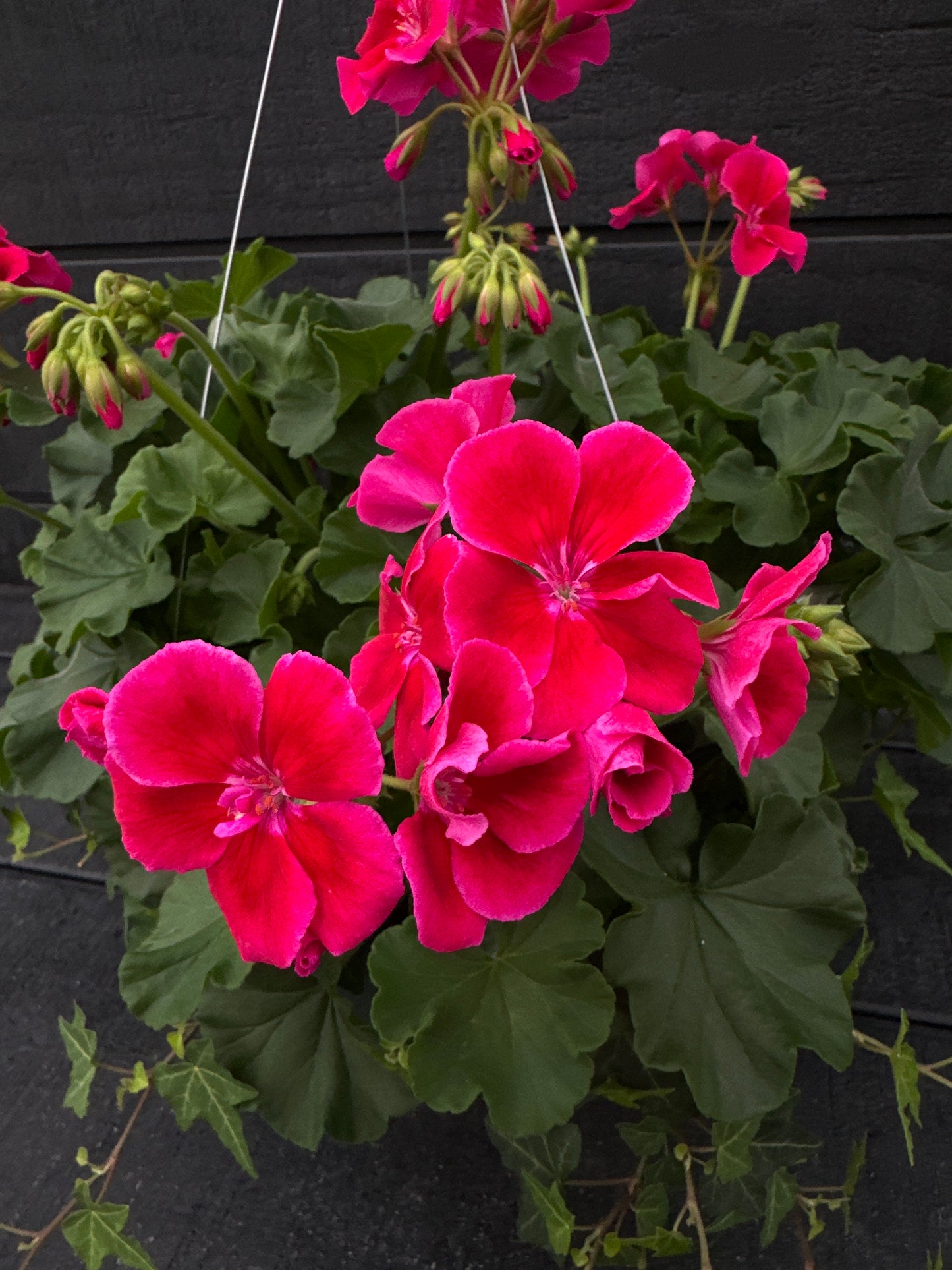 BASKET #33 - 10" HANGING BASKET