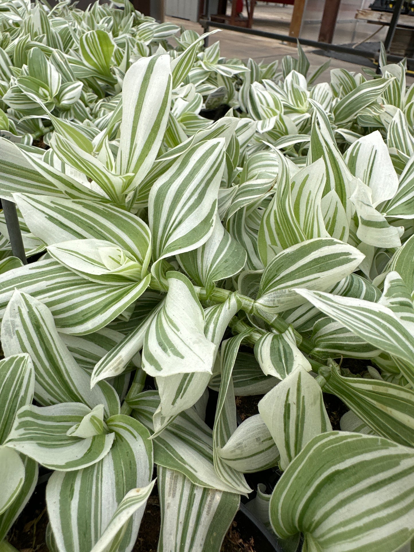 TRADESCANTIA PISTACHIO - 4'' POT
