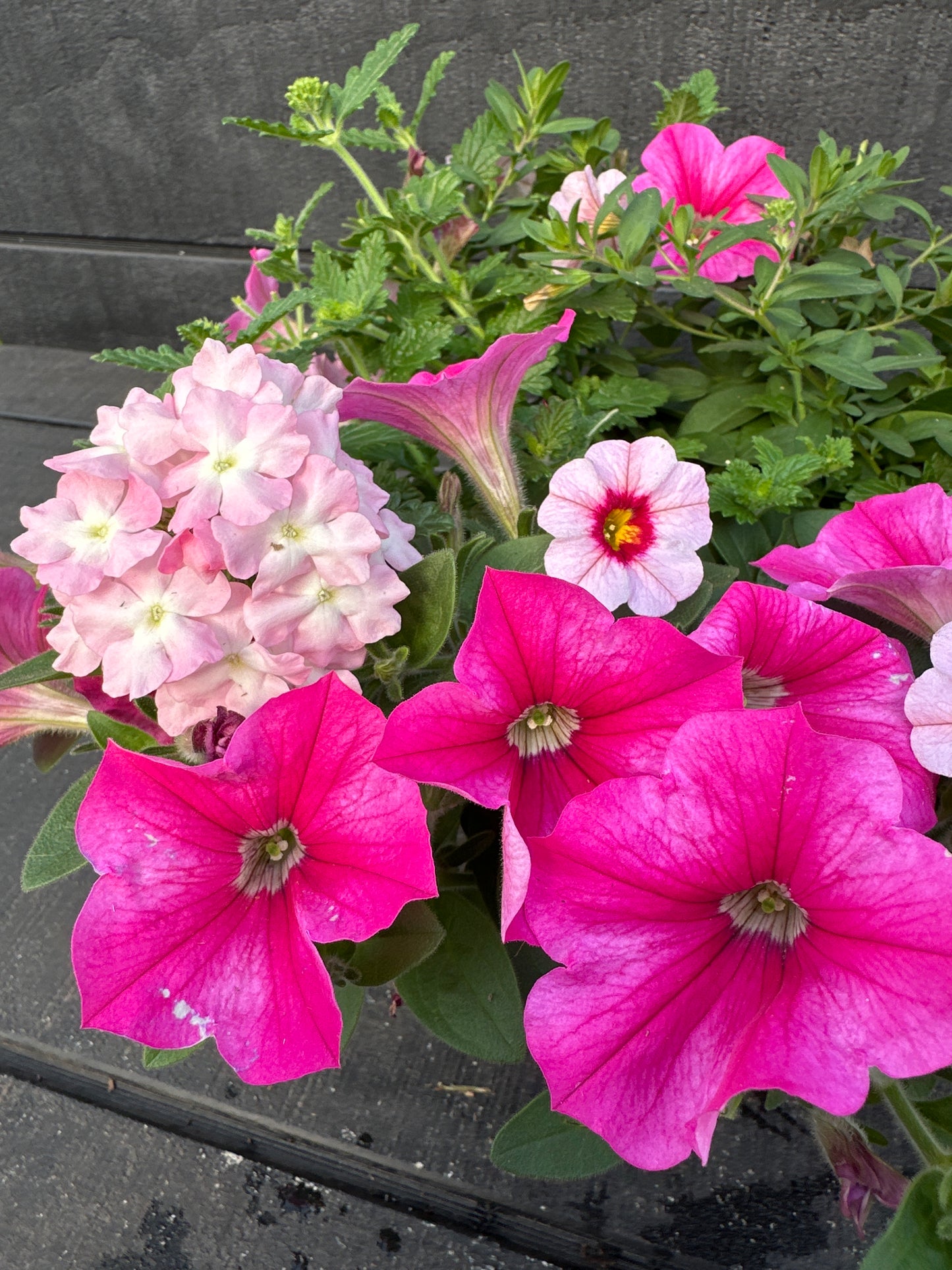 COMBO #43 - 8" POT